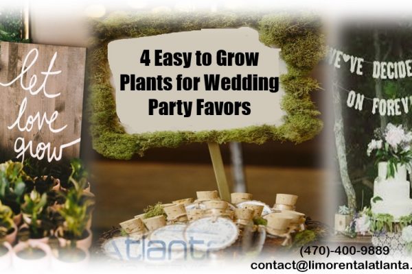 Most Popular Easy to Grow Plants Perfect for Wedding Party Favors
