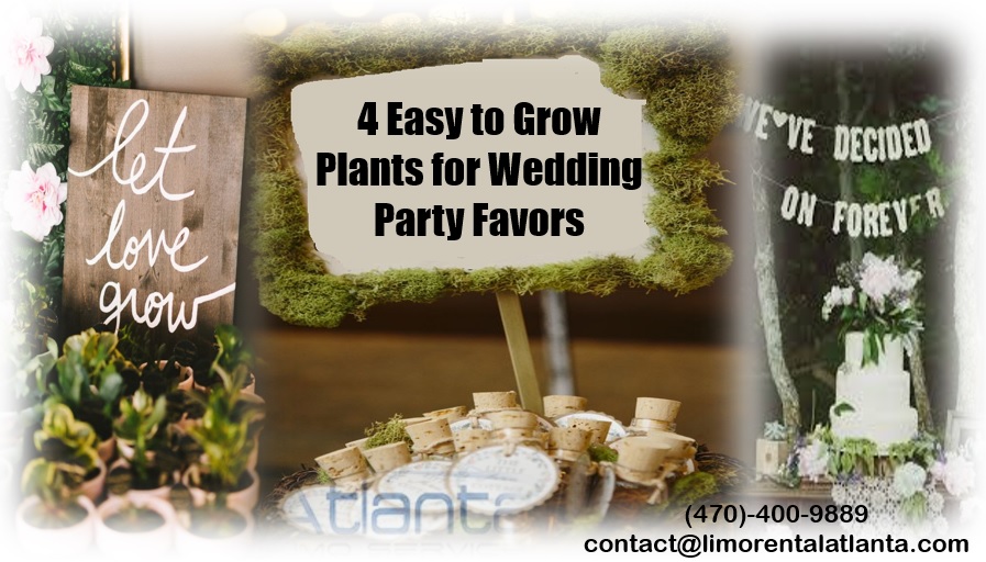 Most Popular Easy to Grow Plants Perfect for Wedding Party Favors